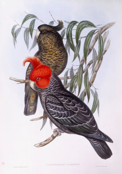 Due pappagalli posati su un ramo, incisione da John Gould