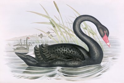 Immagine Sconosciuta da John Gould