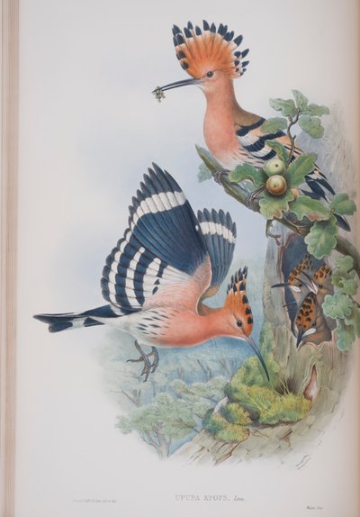 Upupa Epops, tavola da The Birds of Great Britain di John Gould, pubblicato 1862-73 da John Gould