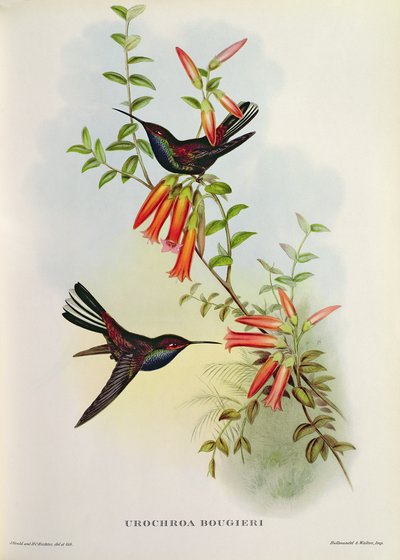 Urochroa Bougieri da John Gould