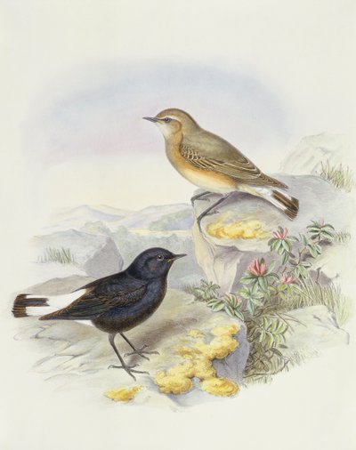 Culbianco variabile (Oenanthe picata), Incisione di John Gould da John Gould