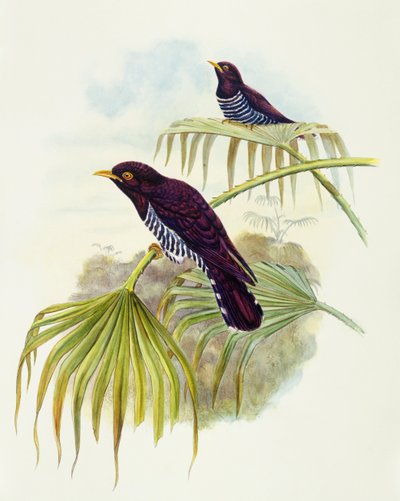 Cuculo violaceo (incisione di John Gould) da John Gould