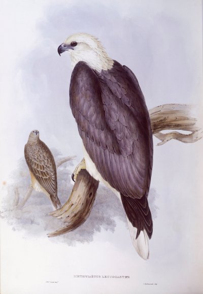 Aquila di mare panciabianca (Haliaeetus leucogaster), incisione di John Gould da John Gould