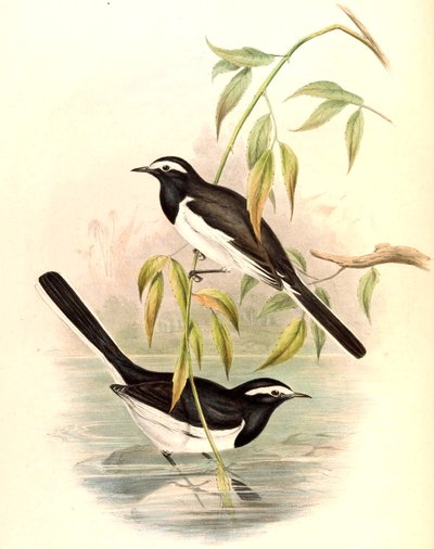 Ballerina bianca (Ballerina grande) Motacilla maderaspatensis Gmelin da John Gould
