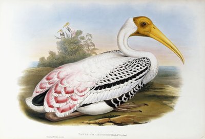 Ibis dalla testa bianca; Tantalus Leucocephalus, c.1850-1873 da John Gould