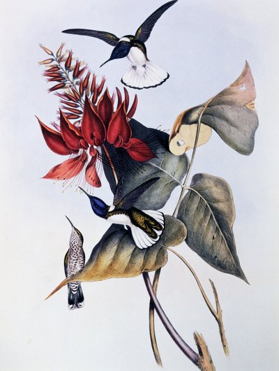 Colibrì dal collo bianco (Florisuga mellivora), incisione da Monograph of Trochilidae or Humming Birds (1849-1861) da John Gould