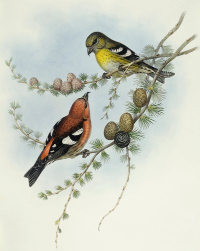 Crociere ali bianche (Loxia leucoptera), Incisione di John Gould da John Gould