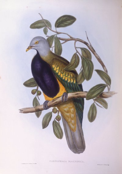 Colomba frugivora wompoo (Ptilinopus magnificus), incisione di John Gould da John Gould