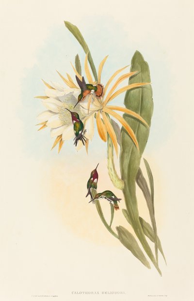 Calothorax heliodori da John Gould and H.C. Richter
