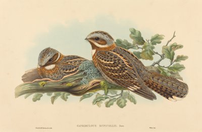 Caprimulgus Ruficollis da John Gould and H.C. Richter