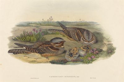 Caprimulgus europaeus (Succiacapre) da John Gould and H.C. Richter