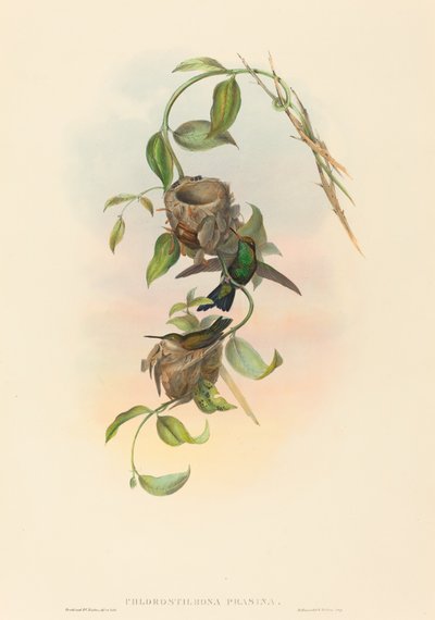 Chlorostilbona prasina (Smeraldo di Puncheran) da John Gould and H.C. Richter