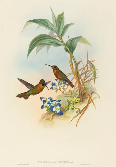 Clytolaema aurescens (Rubino fasciato o rubino di Gould) da John Gould and H.C. Richter