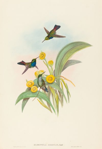 Damophila amabilis (Colibrì dal petto blu) da John Gould and H.C. Richter