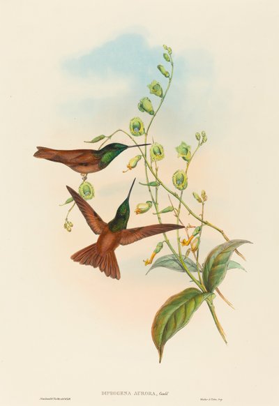 Diphogena aurora (Arcobaleno di Gould) da John Gould and H.C. Richter
