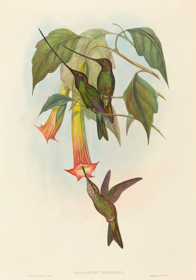 Docimastes ensiferus (Colibrì becco a spada) da John Gould and H.C. Richter
