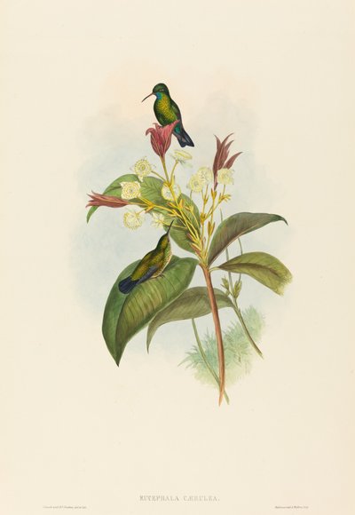 Eucephala caerulea (Zaffiro dal Mento Blu) da John Gould and H.C. Richter