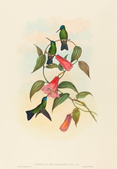 Eucephala smaragdocaerulea (Ninfa di legno di Gould) da John Gould and H.C. Richter
