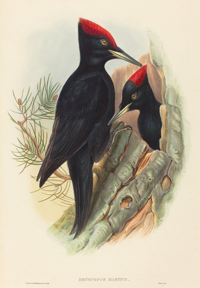 Picchio Nero Maggiore (Dryocopus martius) da John Gould and H.C. Richter
