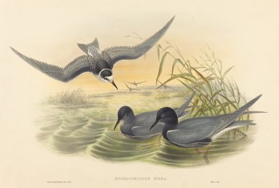 Hydrochelidon nigra da John Gould and H.C. Richter