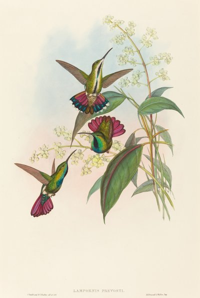 Lampornis prevosti da John Gould and H.C. Richter