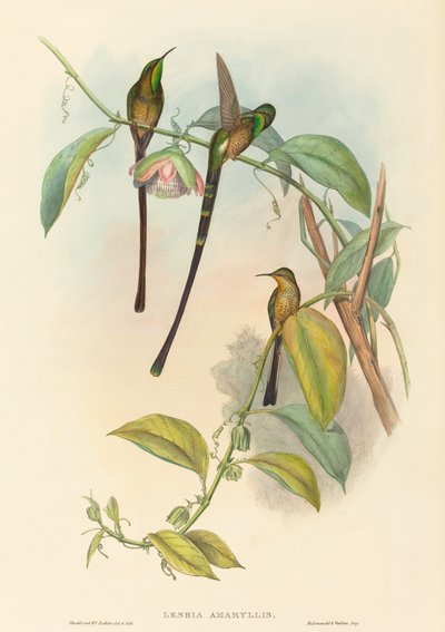 Lesbia Amaryllis da John Gould and H.C. Richter