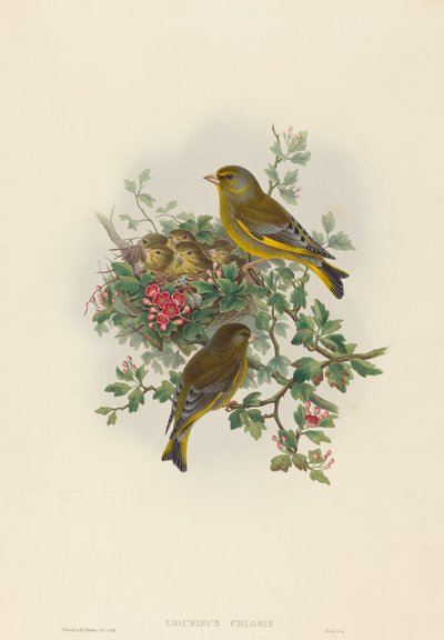 Verdone (Ligurinus chloris) da John Gould and H.C. Richter