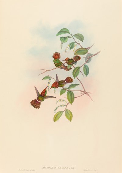 Lophornas reginae (Coquette Spangled) da John Gould and H.C. Richter