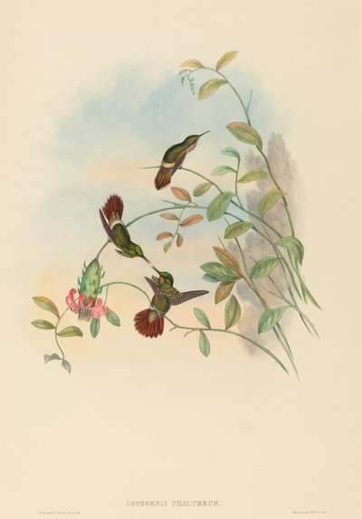 Lophornis chalybeus (Coquette festiva) da John Gould and H.C. Richter