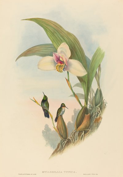 Myiabeillia typica (Colibrì di Abeille) da John Gould and H.C. Richter