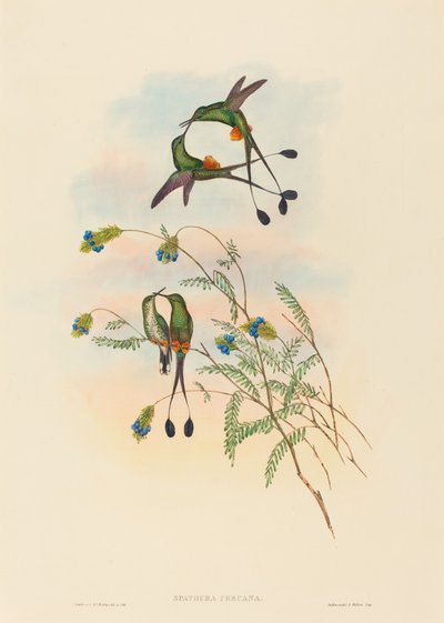 Spathura peruana da John Gould and H.C. Richter