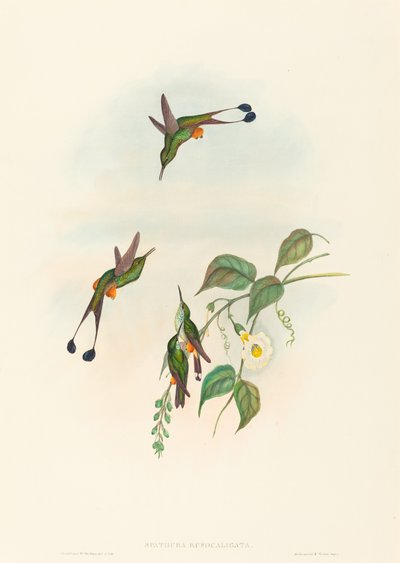 Spathura rufocaligata (Coda a racchetta con stivali rossi) da John Gould and H.C. Richter