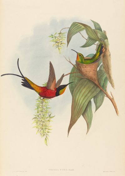 Topaza pyra da John Gould and H.C. Richter