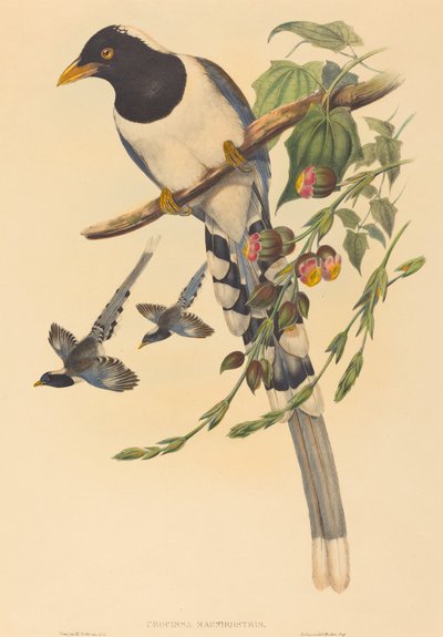 Urocissa magnirostris da John Gould and H.C. Richter