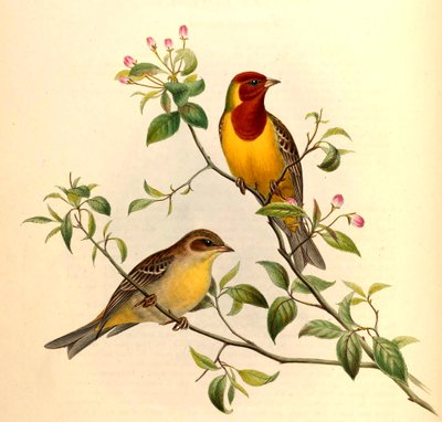 Zigolo testarosso Emberiza bruniceps Brandt da John Gould and Henry C. Richter