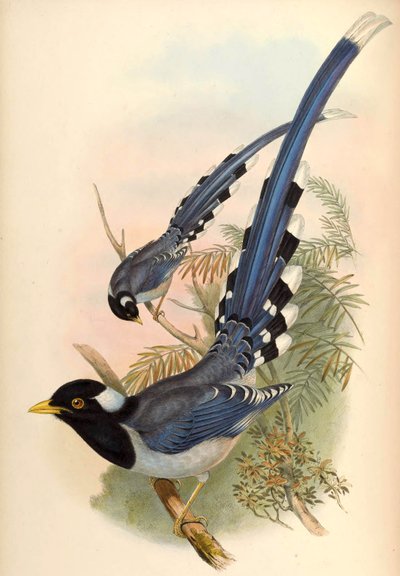 Gazza blu dal becco giallo Urocissa flavirostris (Blyth) da John Gould and Henry C. Richter