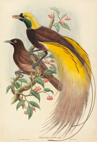 Uccello del paradiso (Paradisea apoda) da John Gould and W. Hart