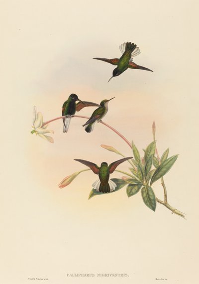 Callipharus nigriventris (Colibrì dal ventre nero) da John Gould and W. Hart