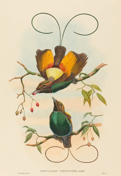 Diphyllodes chrysoptera (Magnifico uccello del paradiso) da John Gould and W. Hart