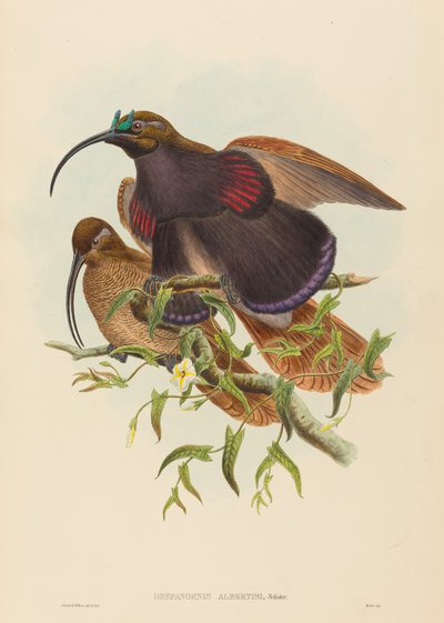 Drepanornis albertisi (Uccello del Paradiso dal Becco Nero) da John Gould and W. Hart