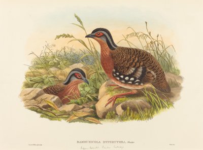 Pernice dal petto rosso (Bambusicola Hyperythra) da John Gould and W. Hart