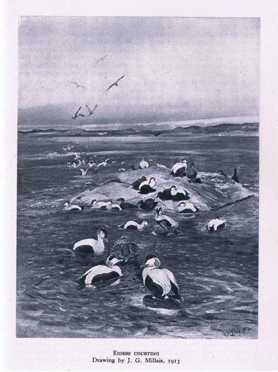Edredoni in corteggiamento, Nature in Britain pubblicato da Collins, 1946 da John Guille Millais