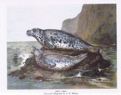 Foche grigie, Nature in Britain pubblicato da Collins, 1946 da John Guille Millais