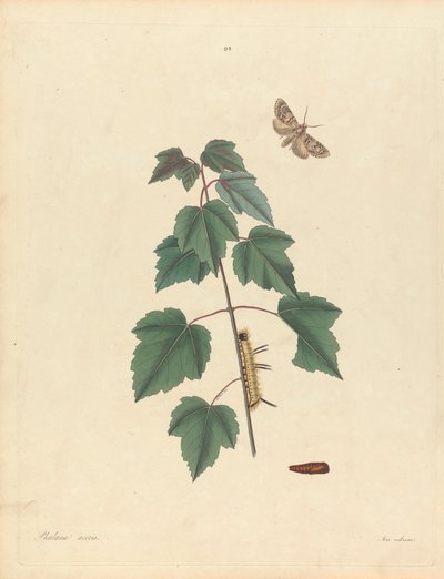 Phalaena Aceris. Acer Rubrum (Falena Grigia dell
