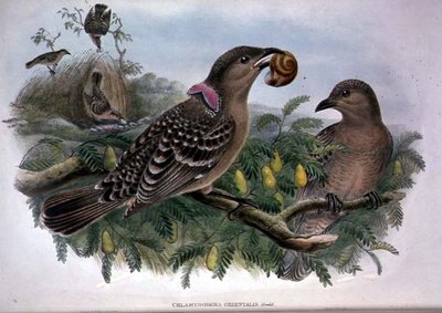 Chlamydera Orientalis da John and Hart William Gould