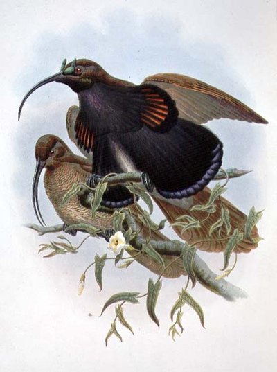 Drepanornis Albertisi da John and Hart William Gould