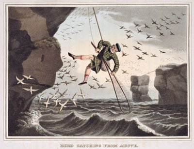 Cattura degli uccelli dall