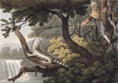 Cacciatore di lucertole messicano, inciso da Matthew Dubourg, pubblicato da Edward Orme, 1813 da John Heaviside Clark
