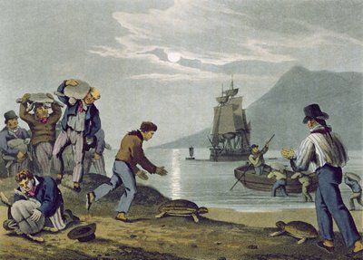 Cattura di Tartarughe a Terra, inciso da Matthew Dubourg, pubblicato da Edward Orme, 1813 da John Heaviside Clark