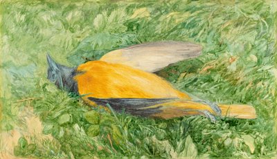 Pettirosso dorato (Oriolo del Nord) da John Henry Hill